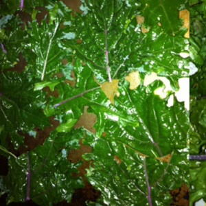 Late Night Snacking - Try Kale Chips