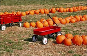 Learning is Fun at a Pumpkin Patch!