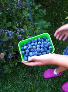 How to Grow Blueberries