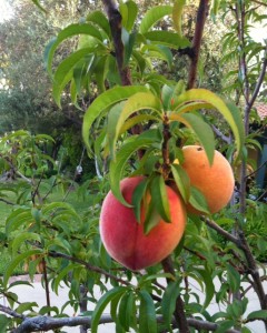 De-Stress with Gardening