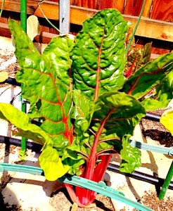 How to Grow Swiss Chard