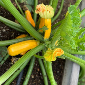 yellow squash with green leaves in a planter bed in the garden for CSA program