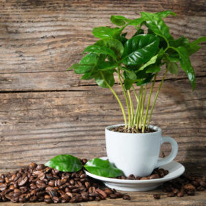 Coffee plant in coffee cup on rustic wooden background